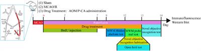 Alpinia oxyphylla Miq. and Its Active Compound P-Coumaric Acid Promote Brain-Derived Neurotrophic Factor Signaling for Inducing Hippocampal Neurogenesis and Improving Post-cerebral Ischemic Spatial Cognitive Functions